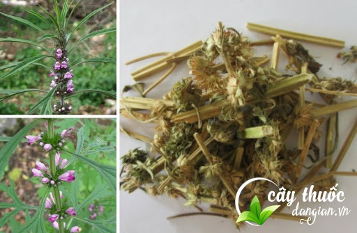 Cây Thuốc Dân Gian là địa chỉ bán cây ích mẫu tươi, khô chất lượng